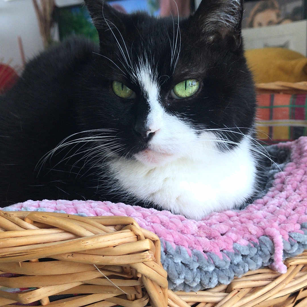 Junon a rejoint le concours — aidez-le/la à gagner de superbes lots ! animal, black_and_white, cat, close_up, cozy, decor, domestic, furniture, gray, green_eyes, indoor, knitted_blanket, living_room, pet, pink, portrait, relaxed, resting, whiskers, wicker_basket