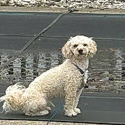Niko joined the competition — help win amazing prizes! animal, calm, canine, collar, covered_pool, curly_fur, daytime, dog, fur, grass, leash, nature, outdoor, pavement, pet, side_view, sitting, small_dog, stone, white_dog
