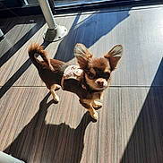 Bohème a rejoint le concours — aidez-le/la à gagner de superbes lots ! dog, chihuahua, small_dog, puppy, long_hair, brown_fur, tan_fur, harness, standing, outdoor, sunlight, shadow, wooden_floor, tile_floor, window, legs, large_ears, curled_tail, pet, portrait