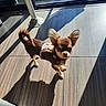 dog, chihuahua, small_dog, puppy, long_hair, brown_fur, tan_fur, harness, standing, outdoor, sunlight, shadow, wooden_floor, tile_floor, window, legs, large_ears, curled_tail, pet, portrait