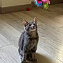 Alpine a rejoint le concours — aidez-le/la à gagner de superbes lots ! animal, cat, cute, ears, feather_toy, floor_tile, grey_tabby, home_interior, indoor, kitten, looking_up, paws, pet, playful, portrait, shadow, sitting, toy, whiskers, wooden_floor