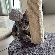 Alpine a rejoint le concours — aidez-le/la à gagner de superbes lots ! carpet, cat, close_up, cozy_spot, curious, feline, gray_cat, hiding, indoor, kitten, orange_eyes, paws, pet, playful, rope_post, scratching_post, tile_floor, toy_pom_pom, vertical_format, whiskers