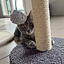 carpet, cat, close_up, cozy_spot, curious, feline, gray_cat, hiding, indoor, kitten, orange_eyes, paws, pet, playful, rope_post, scratching_post, tile_floor, toy_pom_pom, vertical_format, whiskers