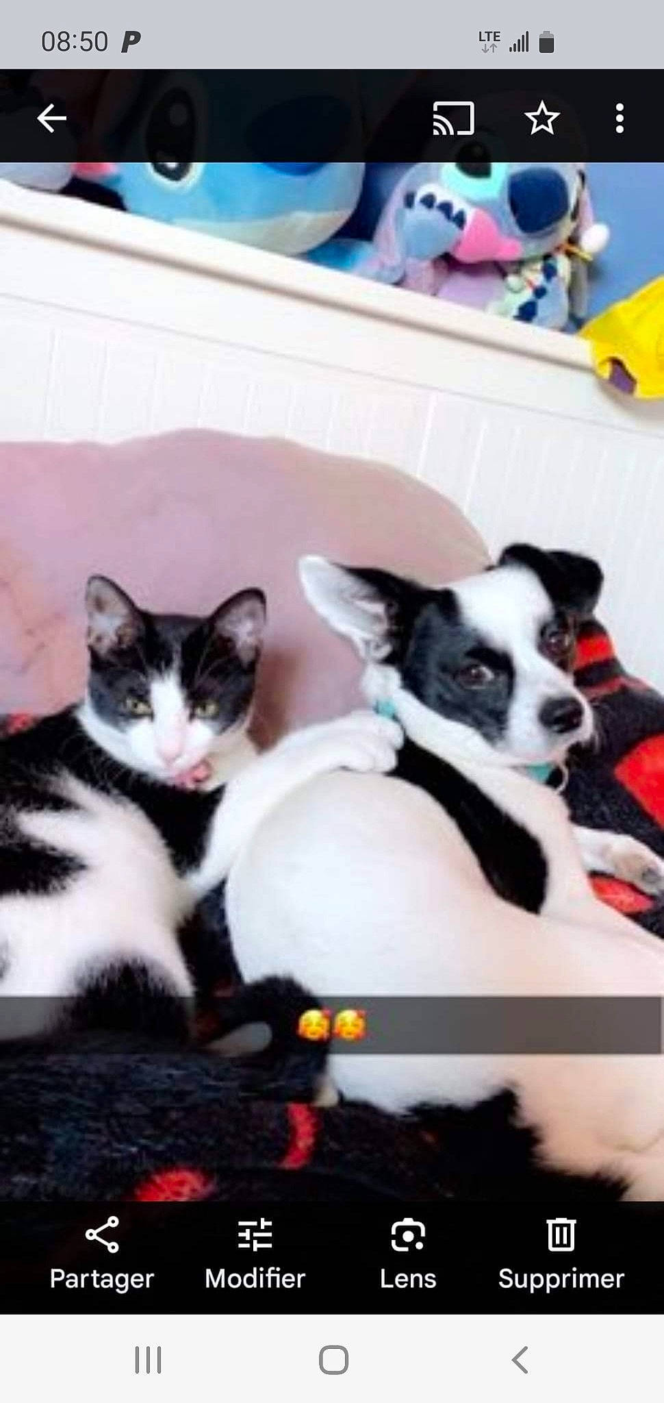 Talia participe au concours pour gagner de l'argent avec cette photo : canidae, carnivore, cat, comfort, companion_dog, dog, dog_breed, domestic_short_haired_cat, felidae, fur, furniture, grey, linens, paw, room, small_to_medium_sized_cats, snout, tail, toy_dog, whiskers