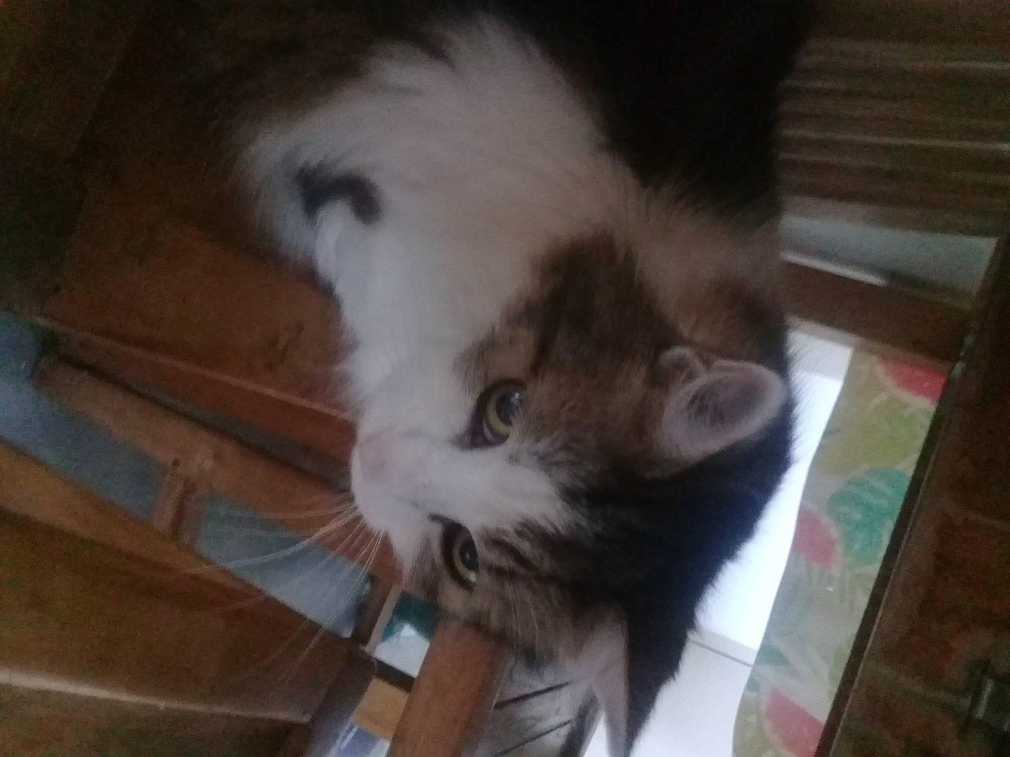 Félix a rejoint le concours — aidez-le/la à gagner de superbes lots ! box, canidae, cardboard, carnivore, cat, claw, comfort, dog_breed, domestic_short_haired_cat, felidae, flooring, fur, hardwood, paw, small_to_medium_sized_cats, snout, tail, whiskers, wood