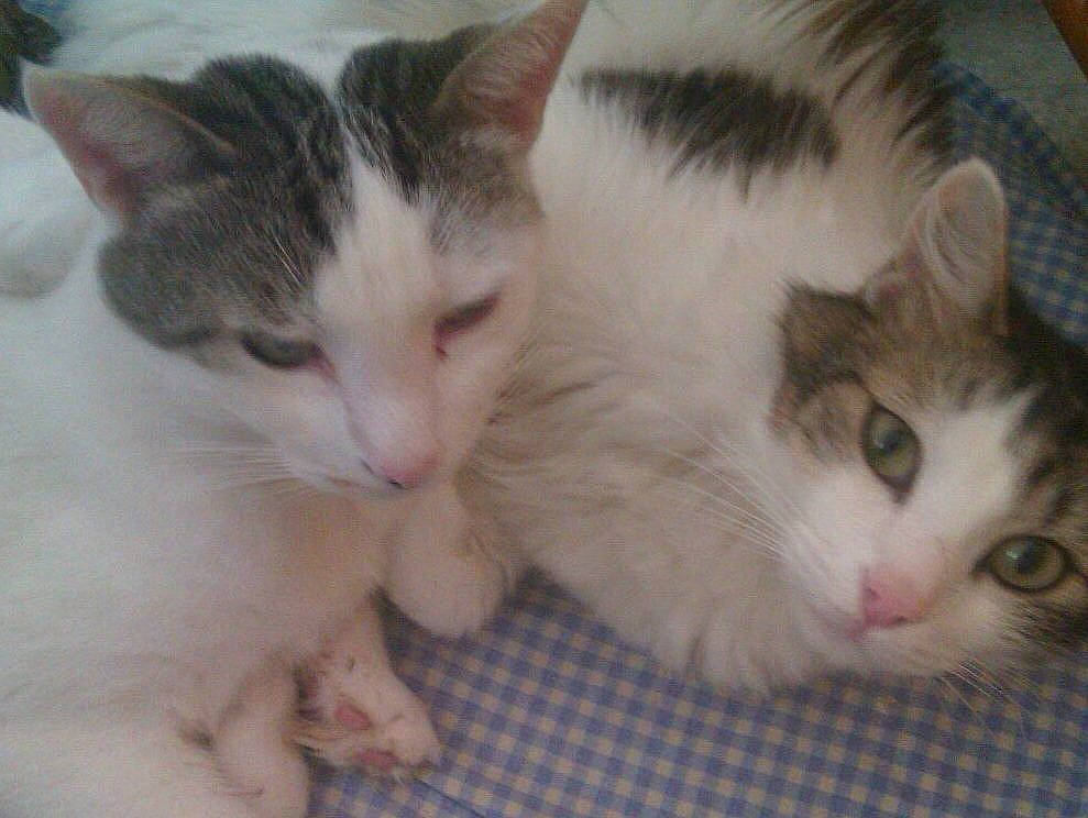 Félix a rejoint le concours — aidez-le/la à gagner de superbes lots ! carnivore, cat, claw, domestic_short_haired_cat, eye, felidae, fur, iris, mammal, paw, small_to_medium_sized_cats, snout, tail, vertebrate, whiskers