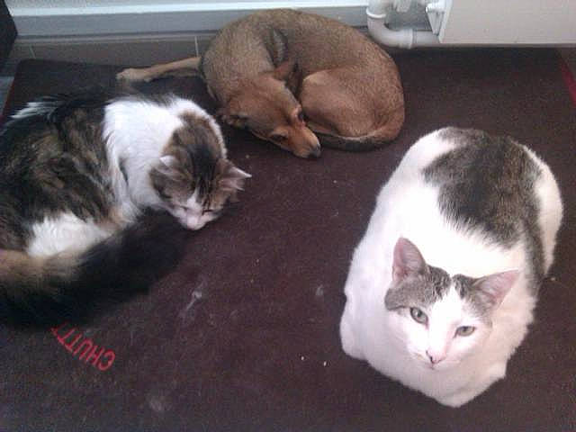 Félix a rejoint le concours — aidez-le/la à gagner de superbes lots ! carnivore, cat, claw, comfort, companion_dog, dog_breed, domestic_short_haired_cat, felidae, flooring, fur, hardwood, paw, photo_caption, small_to_medium_sized_cats, snout, tail, terrestrial_animal, whiskers