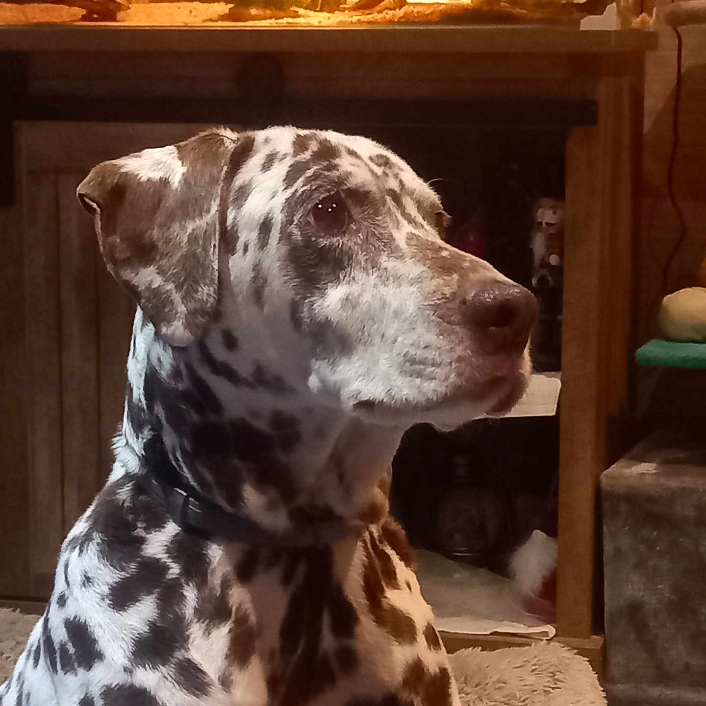 Gaia participe au concours pour gagner de l'argent avec cette photo : animal, aquarium, bed, calm, canine, collar, companion, dalmatian, decor, dog, domestic, floor, furniture, indoor, pet, side_view, sitting, spotted_coat, tank, warm_light