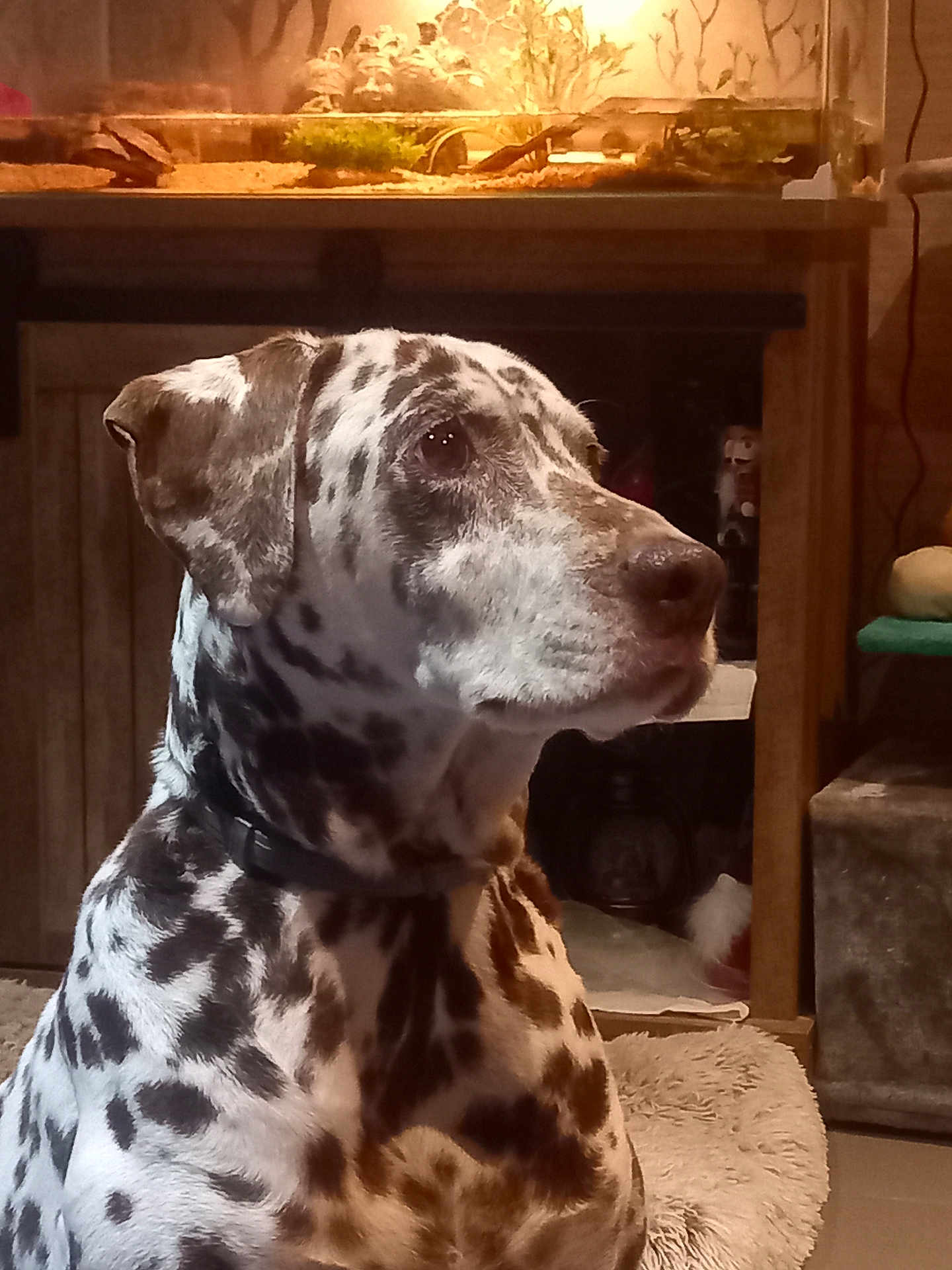 Gaia participe au concours pour gagner de l'argent avec cette photo : dalmatian, dog, pet, indoor, animal, spotted_coat, bed, aquarium, tank, decor, warm_light, collar, sitting, furniture, floor, calm, side_view, canine, domestic, companion