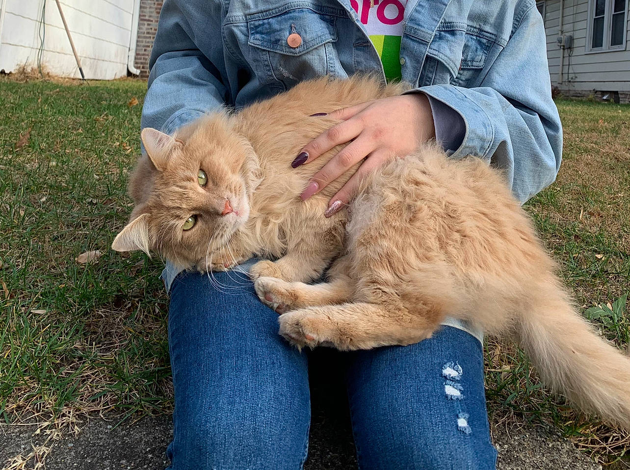 Munch is registered to the contest to win money with this photo: canidae, carnivore, cat, claw, companion_dog, dog_breed, domestic_short_haired_cat, fawn, felidae, fur, gesture, grass, human_leg, lap, small_to_medium_sized_cats, sporting_group, tail, terrestrial_animal, whiskers, wildlife