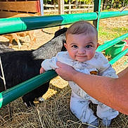 Lucykay joined the competition — help win amazing prizes! baby, child, infant, smiling, face, portrait, outdoor, farm, barnyard, goat, animal, fence, green_fence, hay, grass, sunlight, adult_hand, white_outfit, socks, rural