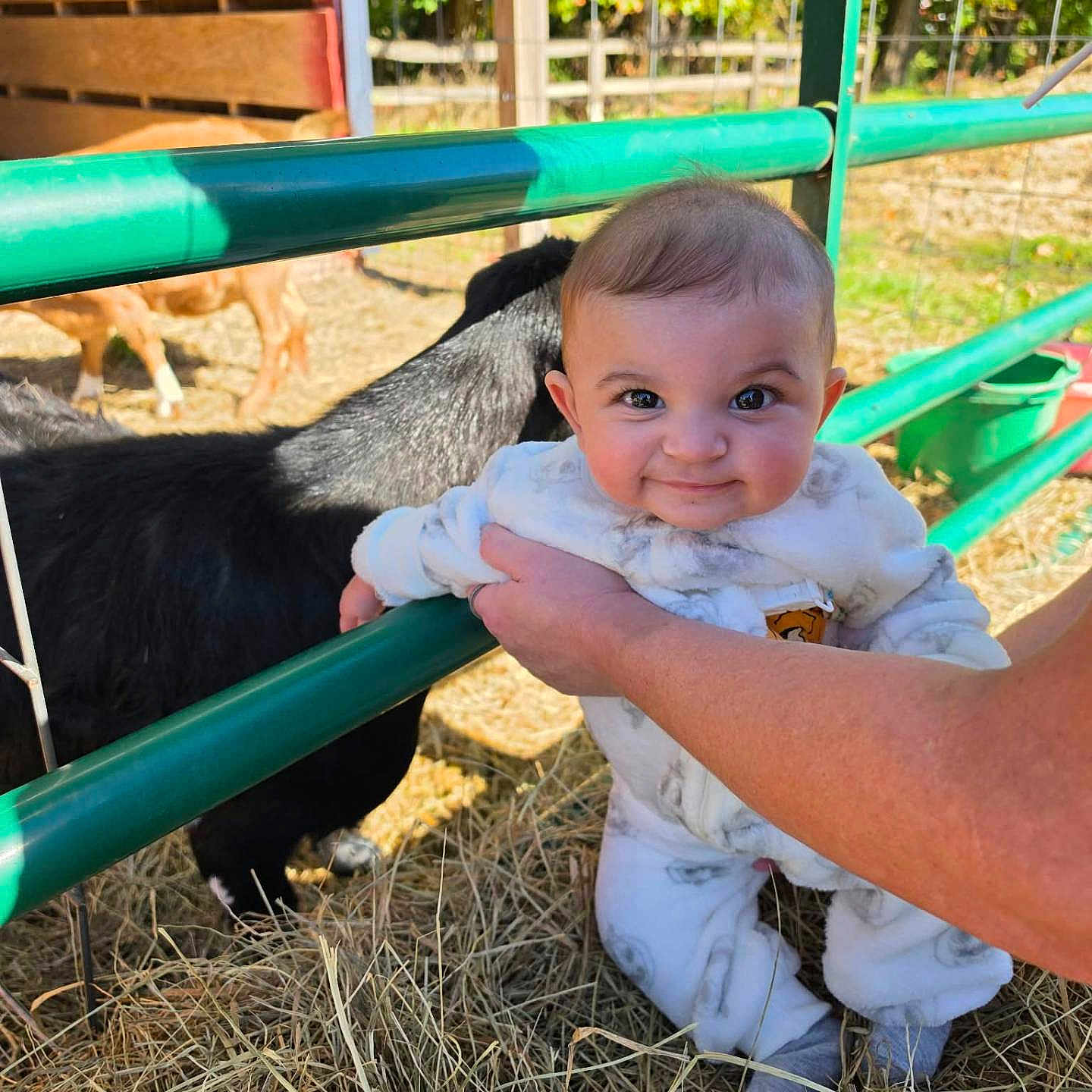 Lucykay joined the competition — help win amazing prizes! baby, child, infant, smiling, face, portrait, outdoor, farm, barnyard, goat, animal, fence, green_fence, hay, grass, sunlight, adult_hand, white_outfit, socks, rural