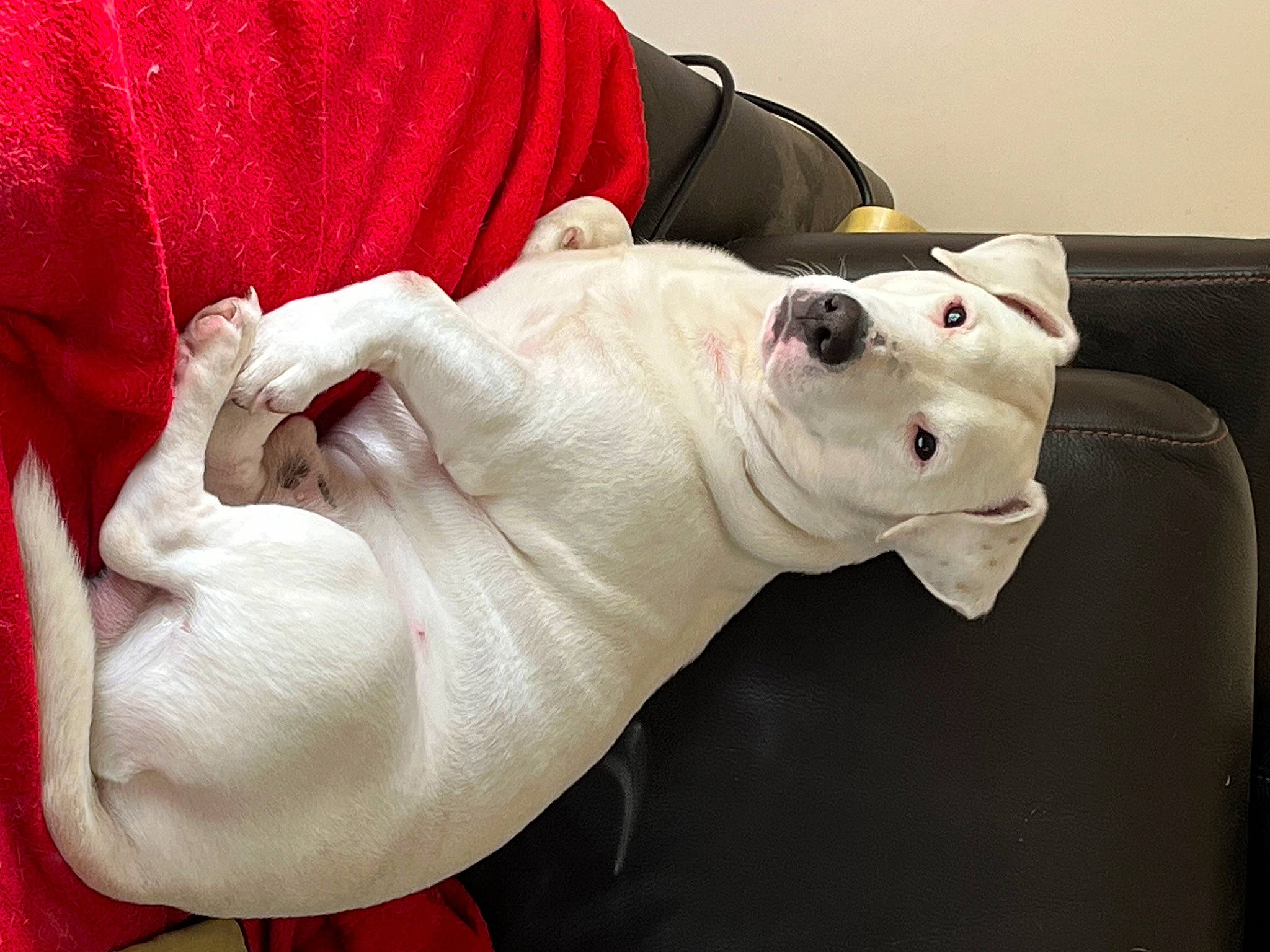 Olaf a rejoint le concours — aidez-le/la à gagner de superbes lots ! canidae, carmine, carnivore, collar, comfort, companion_dog, dog, dog_breed, ear, fawn, felidae, old_english_terrier, snout, sporting_group, tail, terrestrial_animal, toy, whiskers, working_animal, wrinkle