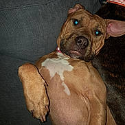 Lady Jane Merrill joined the competition — help win amazing prizes! dog, pet, couch, indoor, relaxed, brown_dog, canine, fur, paw, collar, animal, companion, closeup, flash, face, lying_down, domestic_animal, mammal, snout, ears