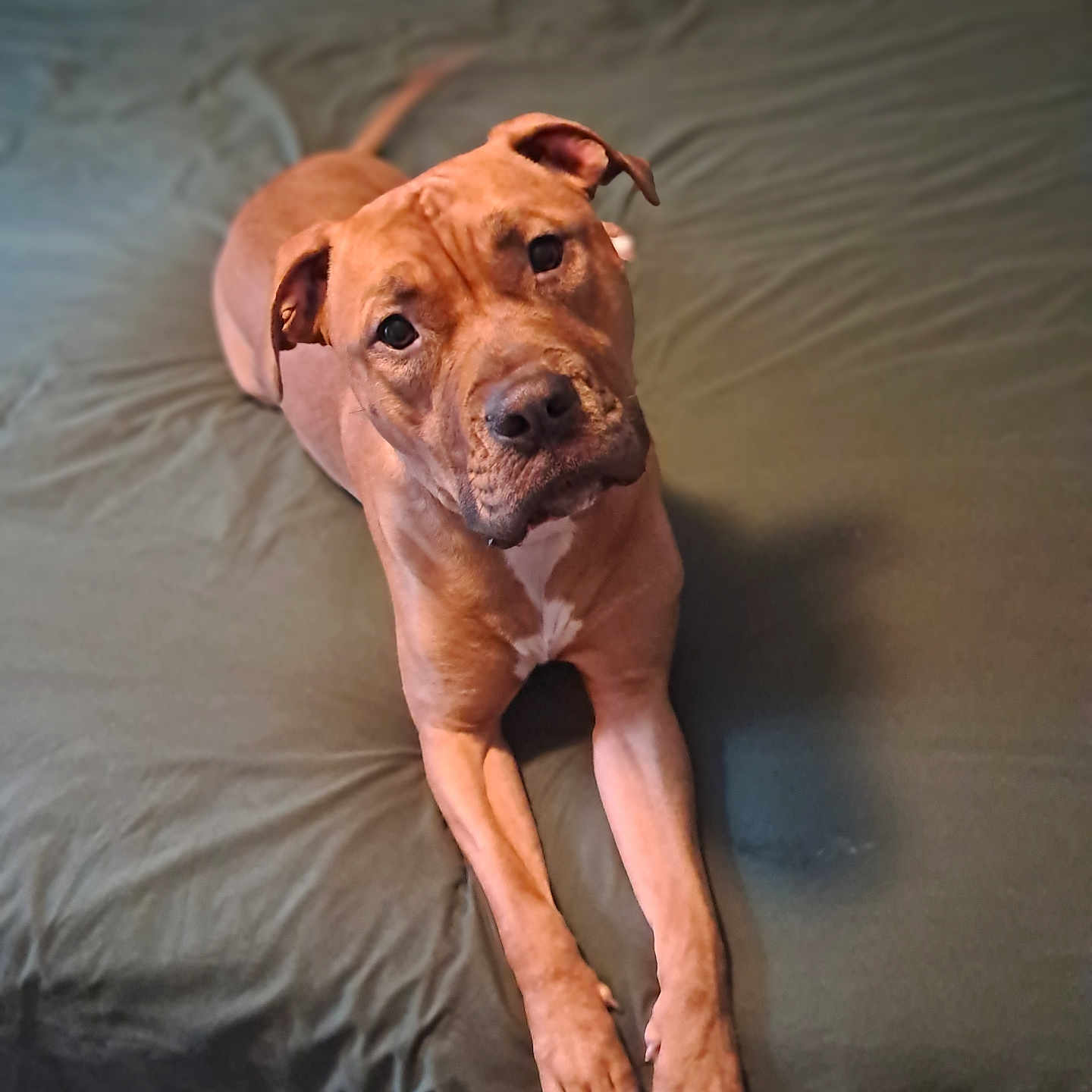 Lady Jane Merrill joined the competition — help win amazing prizes! animal, bed, brown_dog, canine, companion, cute, dog, domestic_animal, ears, expression, friendly, fur, indoor, looking_up, lying_down, paws, pet, portrait, relaxed, resting