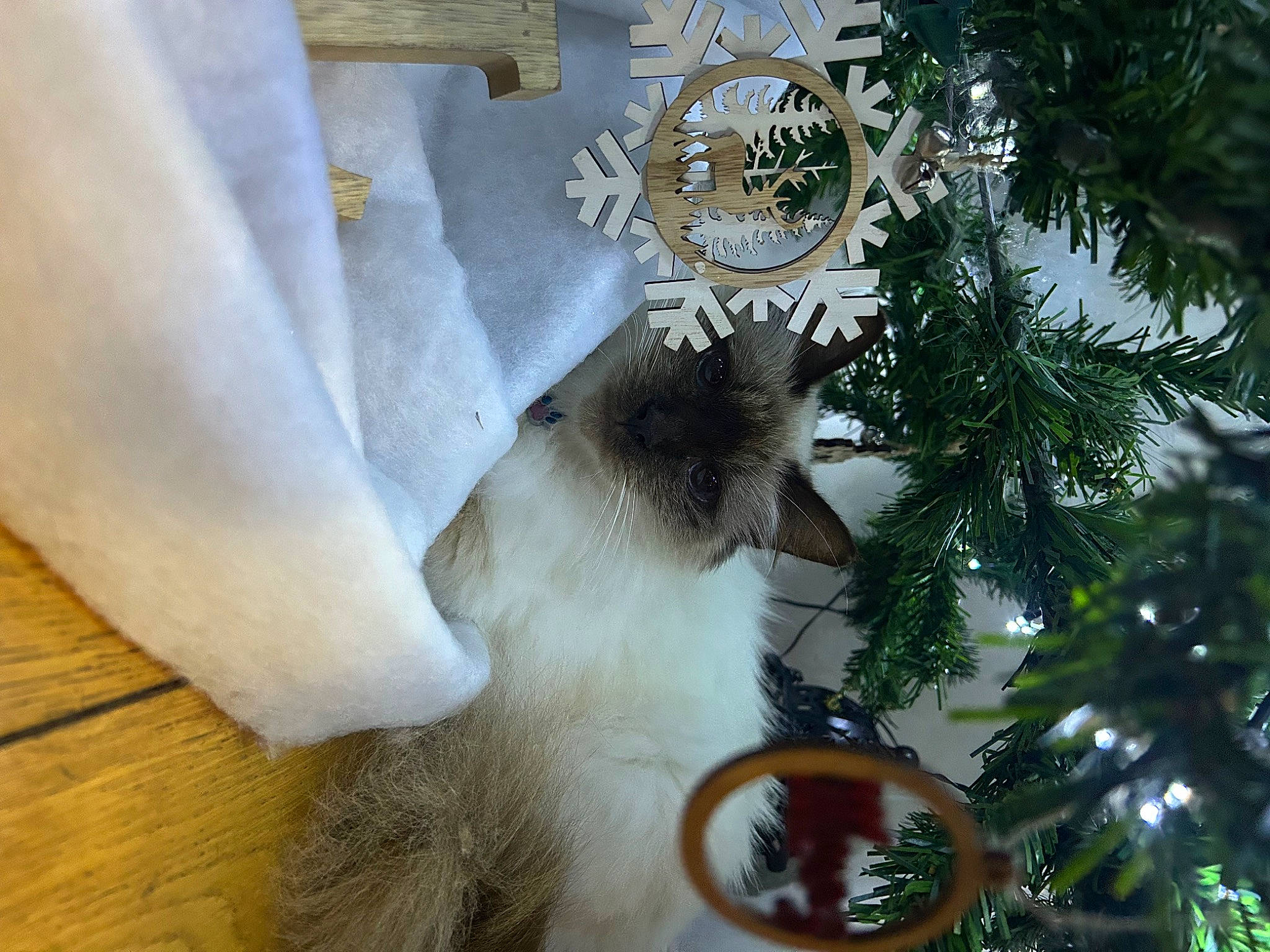 Cleopatre participe au concours pour gagner de l'argent avec cette photo : carnivore, cat, christmas_decoration, christmas_ornament, christmas_tree, conifer, event, evergreen, fawn, felidae, fur, holiday, plant, siamese, small_to_medium_sized_cats, tail, tree, twig, whiskers, wood