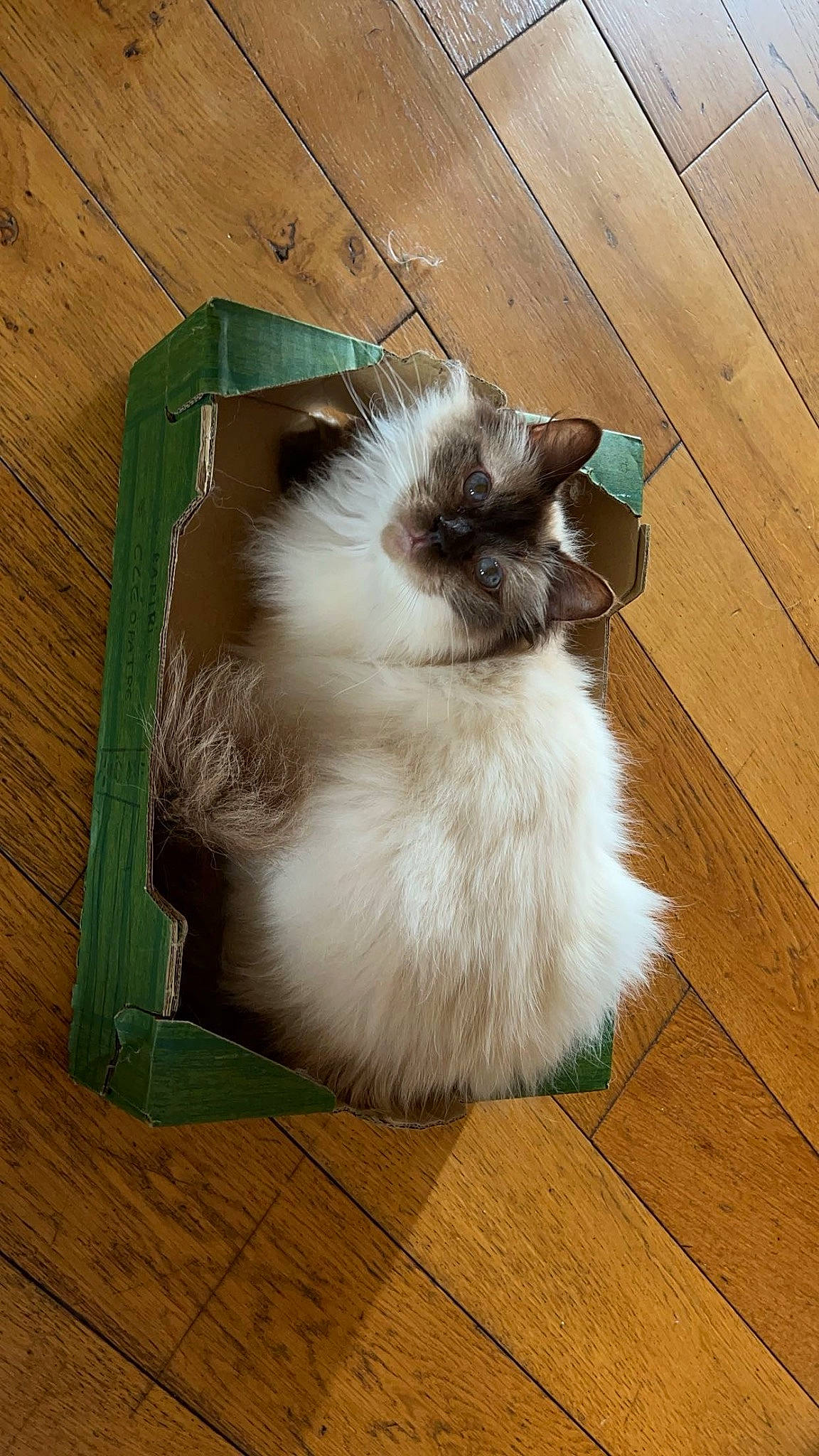 Cleopatre a rejoint le concours — aidez-le/la à gagner de superbes lots ! balinese, birman, carnivore, cat, fawn, felidae, flooring, fur, hardwood, laminate_flooring, plank, rectangle, siamese, small_to_medium_sized_cats, tail, varnish, whiskers, wood, wood_flooring, wood_stain