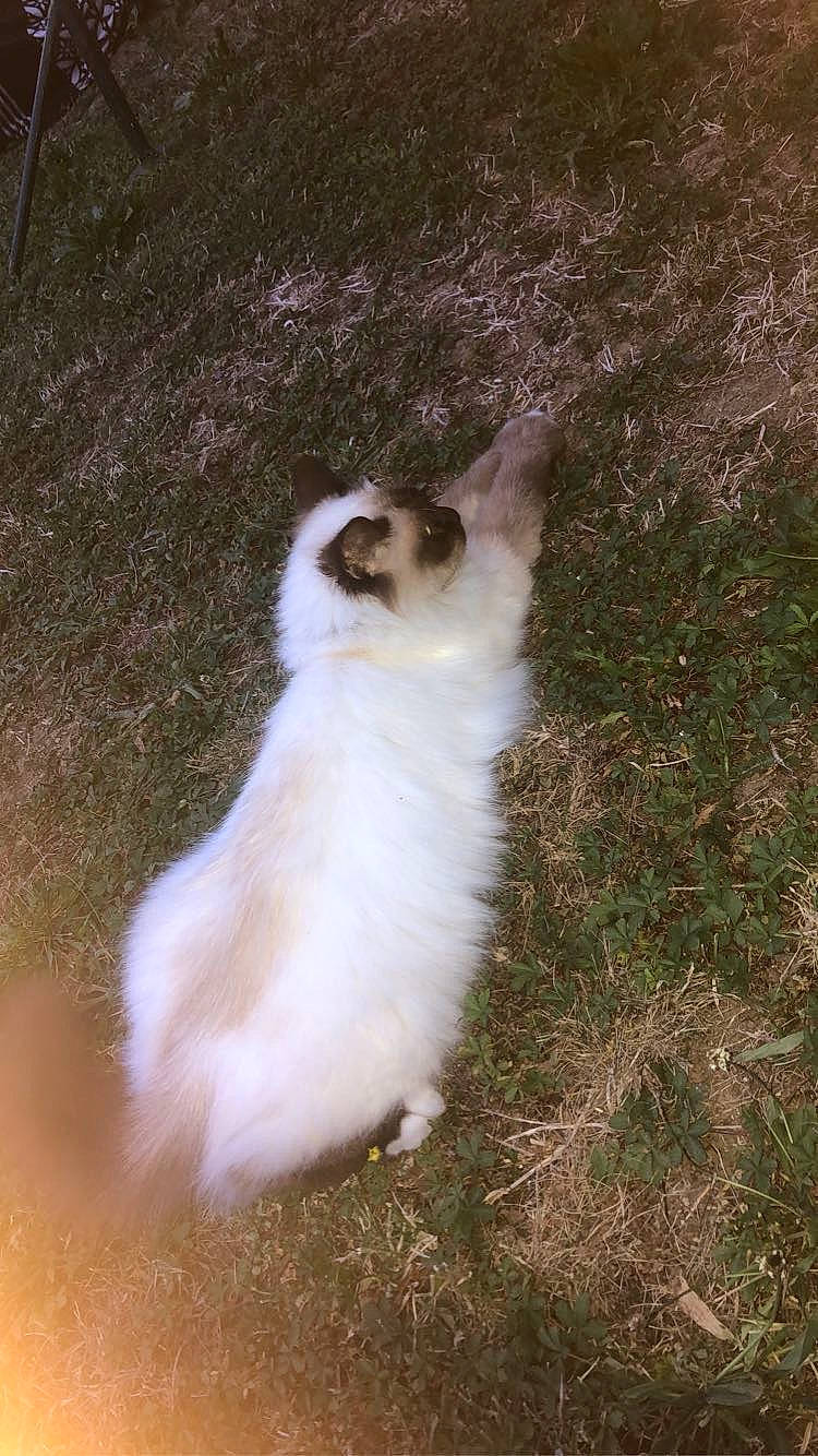 Cleopatre a rejoint le concours — aidez-le/la à gagner de superbes lots ! balinese, canidae, carnivore, cat, companion_dog, dog_breed, fang, fawn, felidae, fur, grass, plant, small_to_medium_sized_cats, soil, sporting_group, tail, terrestrial_animal, tree, whiskers, wood