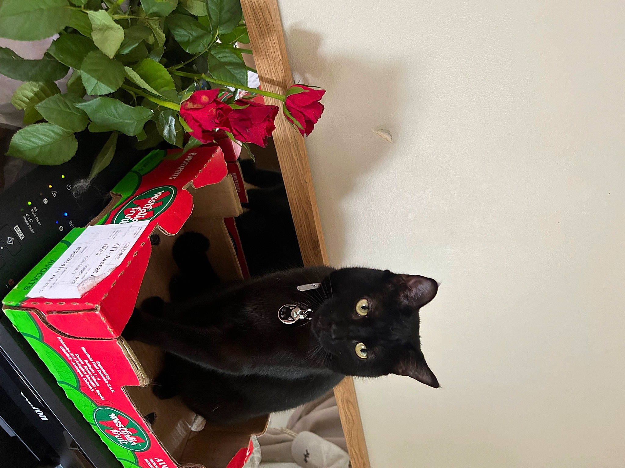 Rafiki participe au concours pour gagner de l'argent avec cette photo : black_cat, bombay, carmine, carnivore, cat, domestic_short_haired_cat, fashion_accessory, felidae, flower, fur, magenta, petal, plant, small_to_medium_sized_cats, tail, whiskers