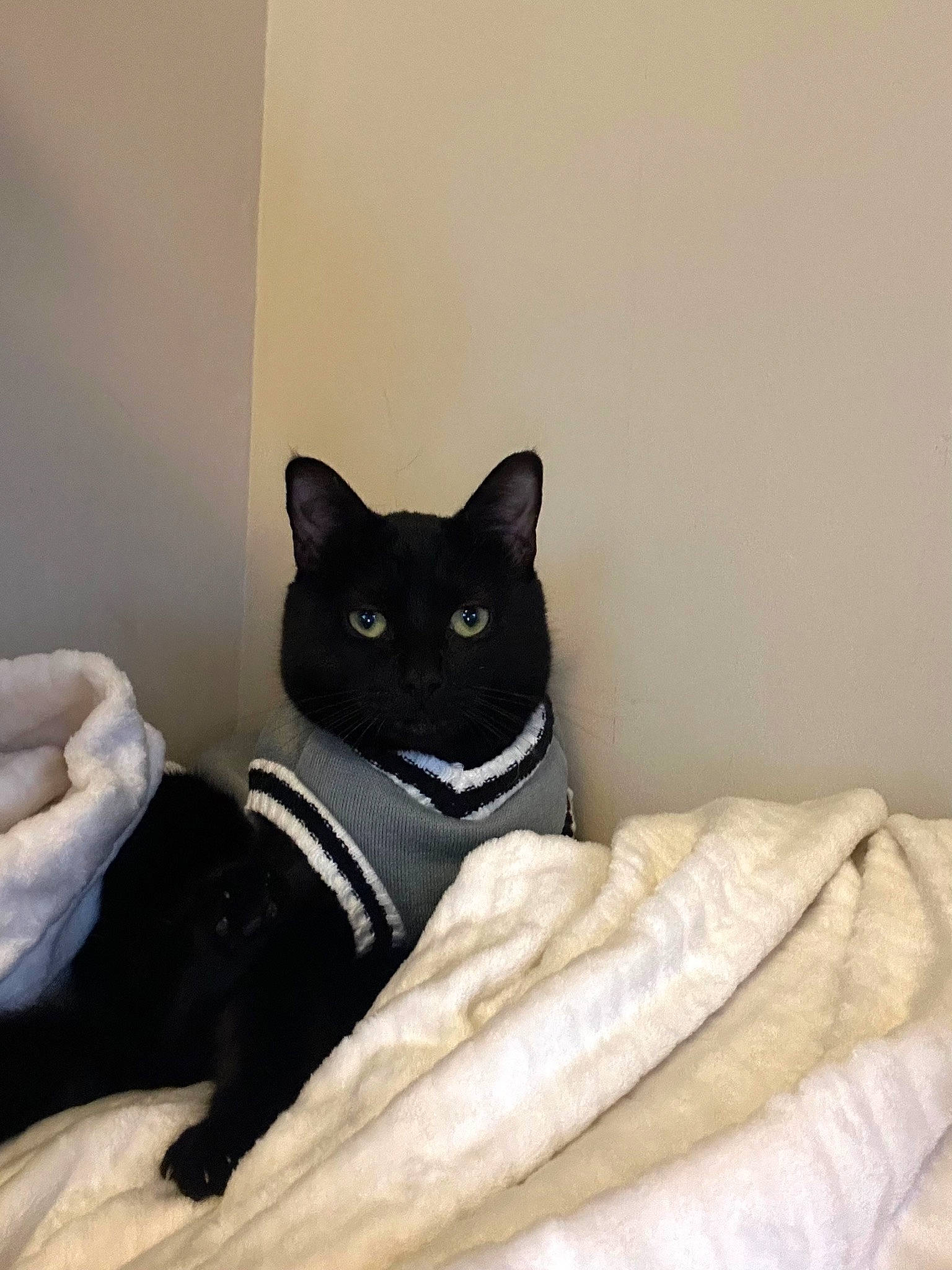 Rafiki a rejoint le concours — aidez-le/la à gagner de superbes lots ! bed, bedding, black_cat, bombay, carnivore, cat, cat_supply, comfort, domestic_short_haired_cat, felidae, fur, grey, hardwood, linens, pattern, sitting, small_to_medium_sized_cats, tail, whiskers, wood