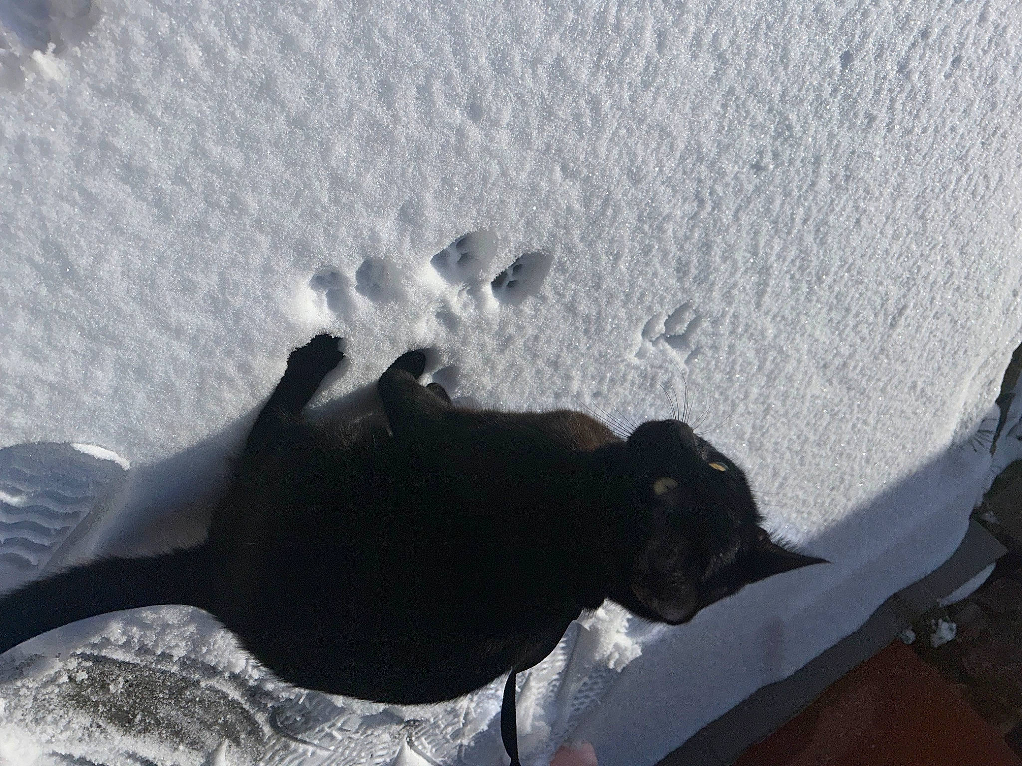 Rafiki a rejoint le concours — aidez-le/la à gagner de superbes lots ! arctic, canidae, dog, dog_breed, freezing, gesture, glacial_landform, human_leg, ice_cap, recreation, shadow, slope, snow, sporting_group, tail, tints_and_shades, winter