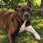 Myron participe au concours pour gagner de l'argent avec cette photo : backyard, brindle, dog, fence, floppy_ear, flowers, garden, grass, lying_down, muzzle, outdoor, pet, portrait, short_hair, sunlight, trees, upright_ear, white_chest, white_paws, winking