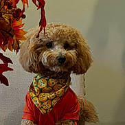 Valentino is registered to the contest to win money with this photo: dog, poodle, apricot, curly_fur, orange_shirt, bandana, emoji_pattern, autumn_leaves, indoor, chair, pet, cute, portrait, furniture, fall, decor, animal, sitting, cozy, fur