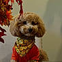dog, poodle, apricot, curly_fur, orange_shirt, bandana, emoji_pattern, autumn_leaves, indoor, chair, pet, cute, portrait, furniture, fall, decor, animal, sitting, cozy, fur