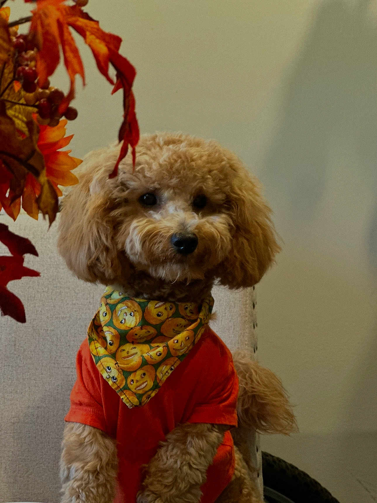 Valentino is registered to the contest to win money with this photo: dog, poodle, apricot, curly_fur, orange_shirt, bandana, emoji_pattern, autumn_leaves, indoor, chair, pet, cute, portrait, furniture, fall, decor, animal, sitting, cozy, fur