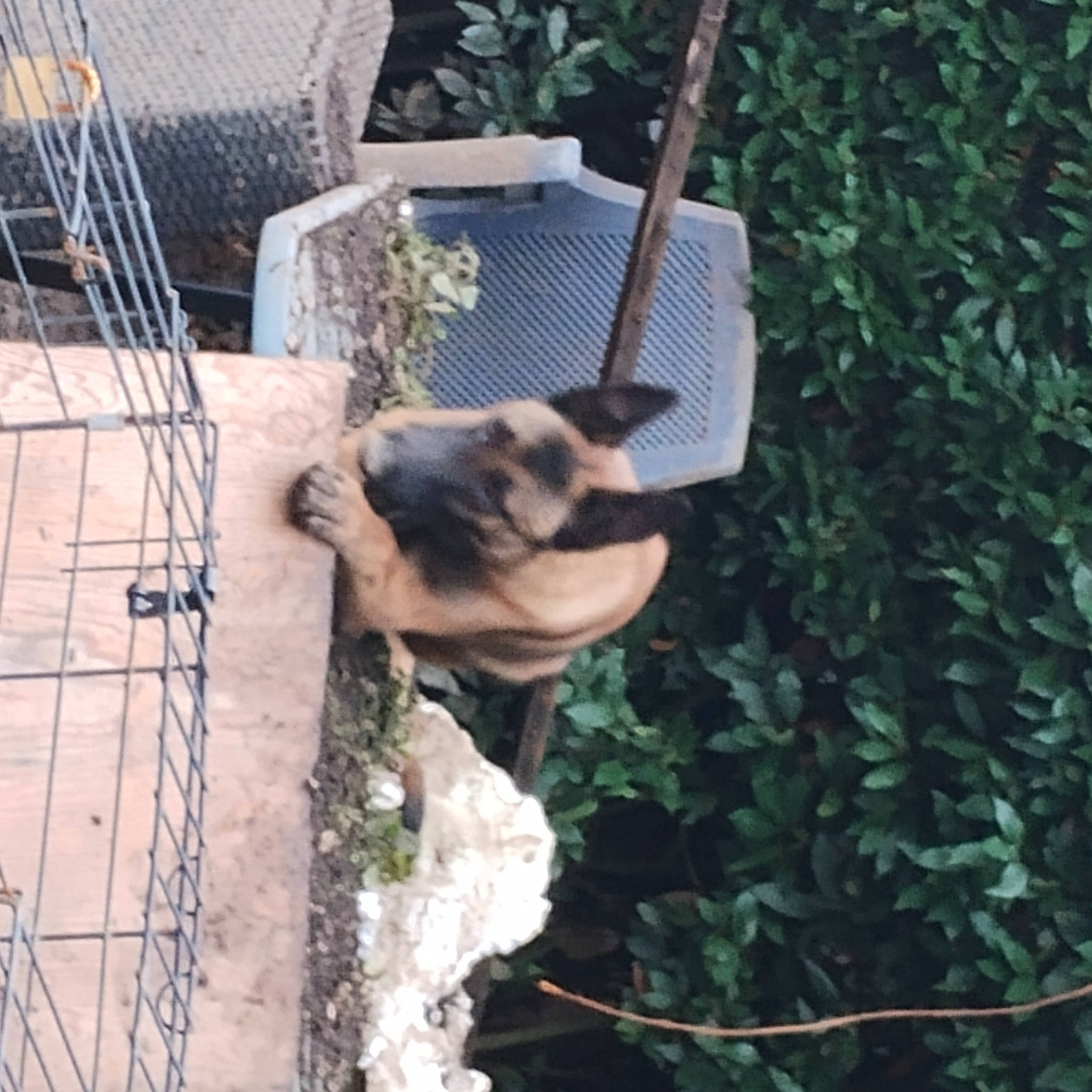 Django participe au concours pour gagner de l'argent avec cette photo : art, canidae, chain_link_fencing, felidae, fur, grass, mesh, metal, net, pet_supply, plant, reptile, rope, tail, terrestrial_animal, trunk, wildlife, wire, wire_fencing, wood
