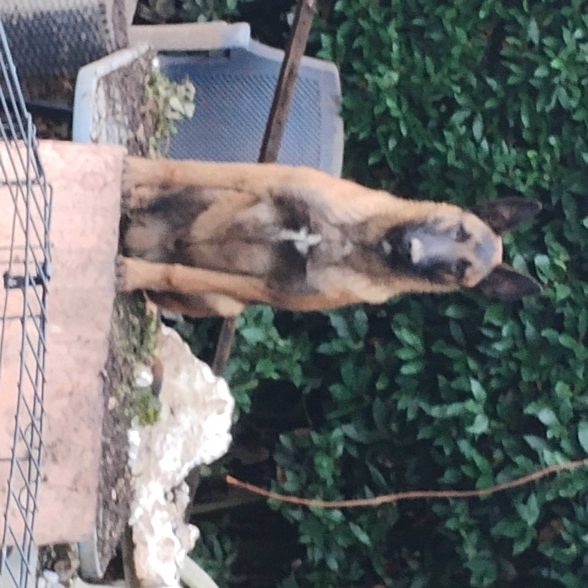 Django a rejoint le concours — aidez-le/la à gagner de superbes lots ! big_cats, canidae, dinosaur, dog_breed, fawn, felidae, fur, goat, goats, grass, plant, reptile, snout, soil, sporting_group, terrestrial_animal, tree, wildlife, wood, working_animal