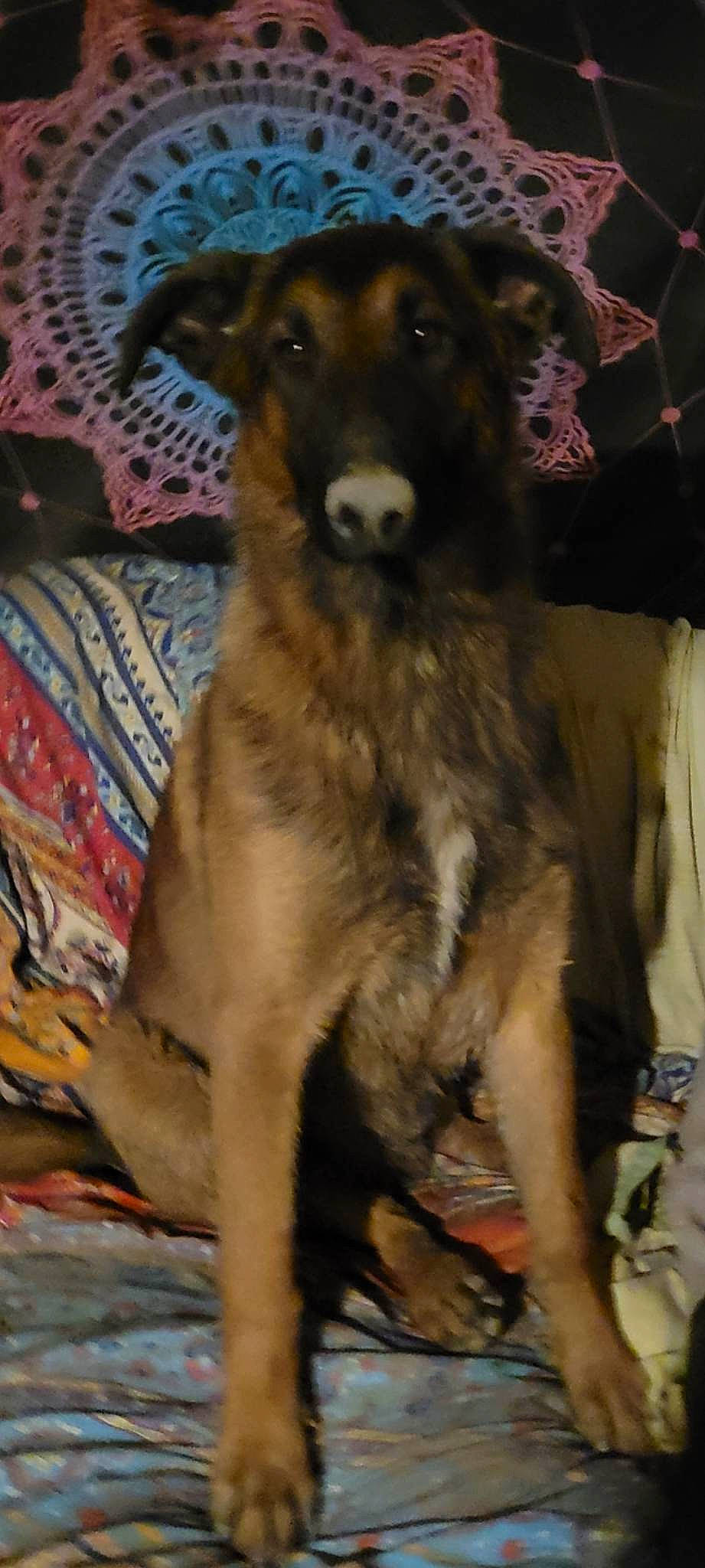 Django a rejoint le concours — aidez-le/la à gagner de superbes lots ! ancient_dog_breeds, borzoi, carnivore, companion_dog, couch, dog, dog_breed, event, fur, street_dog, terrestrial_animal, working_animal, working_dog