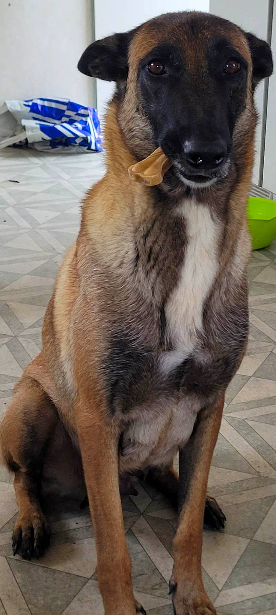 Pila a rejoint le concours — aidez-le/la à gagner de superbes lots ! canidae, carnivore, collar, companion_dog, dog, dog_breed, fawn, felidae, fur, liver, mixing_bowl, pet_supply, serveware, snout, sporting_group, tableware, terrestrial_animal, whiskers, wildlife, working_animal