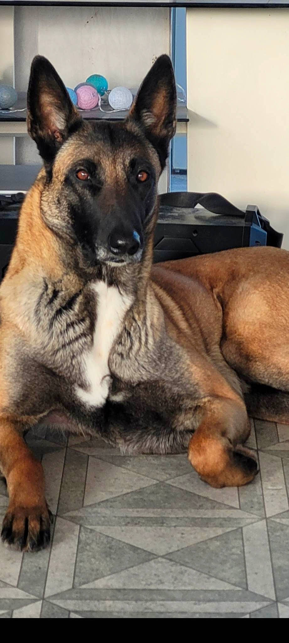 Pila a rejoint le concours — aidez-le/la à gagner de superbes lots ! box, canidae, carnivore, collar, companion_dog, dog, dog_breed, east_european_shepherd, fawn, fur, german_shepherd_dog, guard_dog, herding_dog, king_shepherd, old_german_shepherd_dog, snout, sporting_group, whiskers, working_animal, working_dog