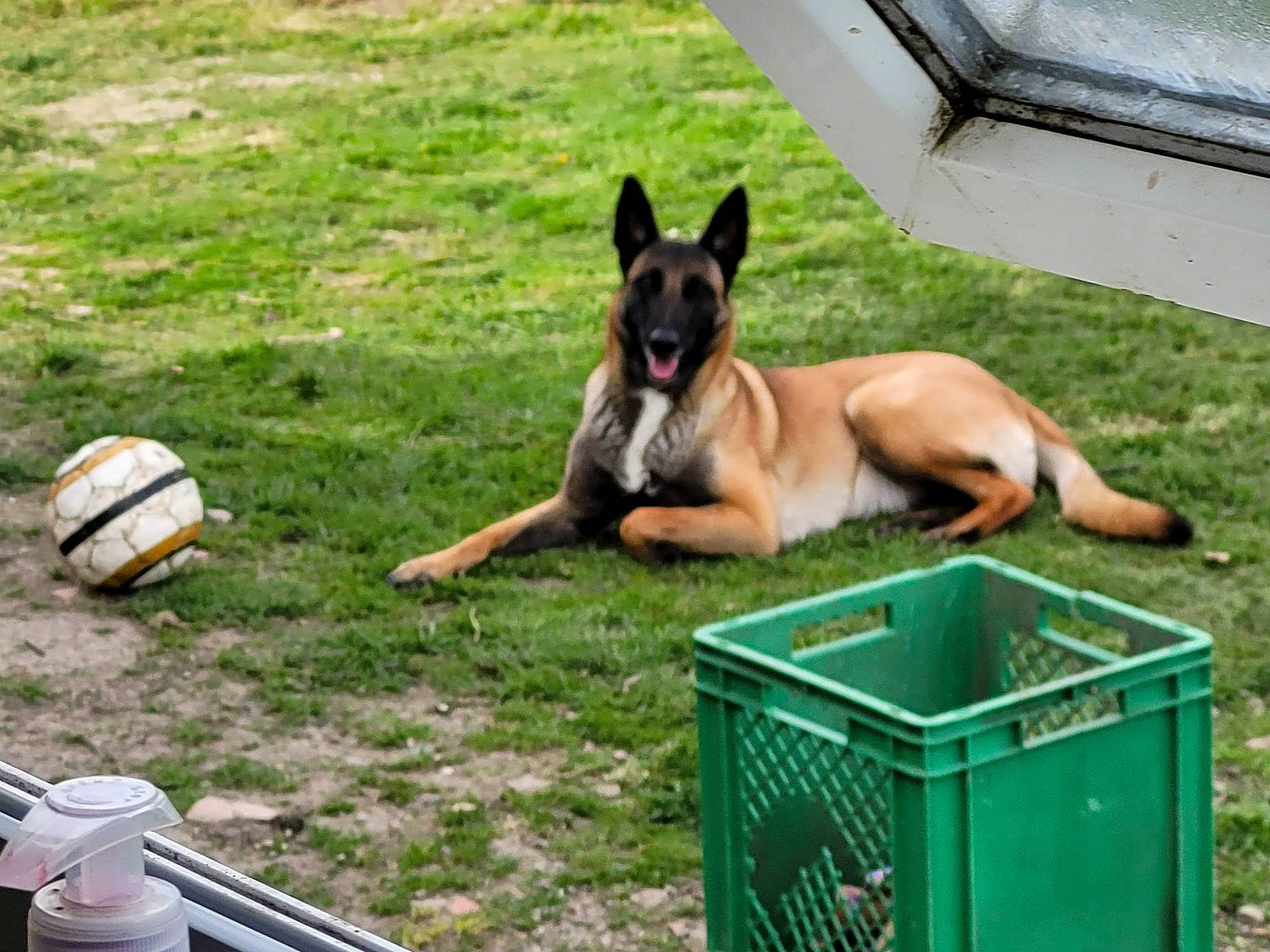 Pila participe au concours pour gagner de l'argent avec cette photo : ball, belgian_shepherd_malinois, canidae, carnivore, companion_dog, dog, dog_breed, dog_supply, east_european_shepherd, fawn, football, german_shepherd_dog, grass, herding_dog, king_shepherd, old_german_shepherd_dog, recreation, sporting_group, sports_equipment, working_dog