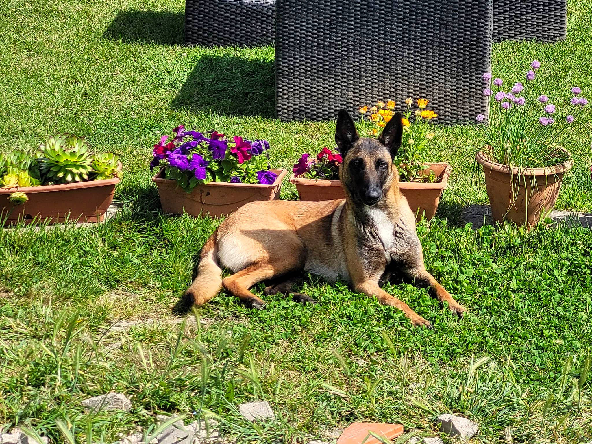 Pila participe au concours pour gagner de l'argent avec cette photo : annual_plant, carnivore, companion_dog, dog, dog_breed, fawn, flower, flowerpot, garden, grass, grass_family, groundcover, houseplant, landscape, landscaping, lawn, plant, shrub, tail, window