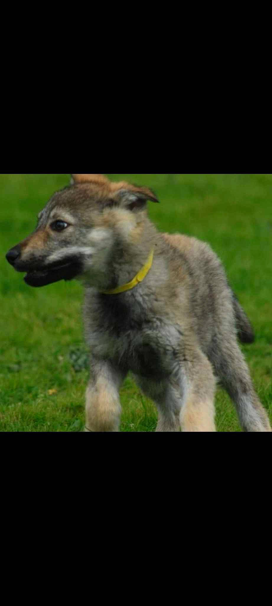 Ulka a rejoint le concours — aidez-le/la à gagner de superbes lots ! biting, canidae, canis, carnivore, dog_breed, fur, grass, grassland, plant, tail, terrestrial_animal, whiskers, wildlife, zoo