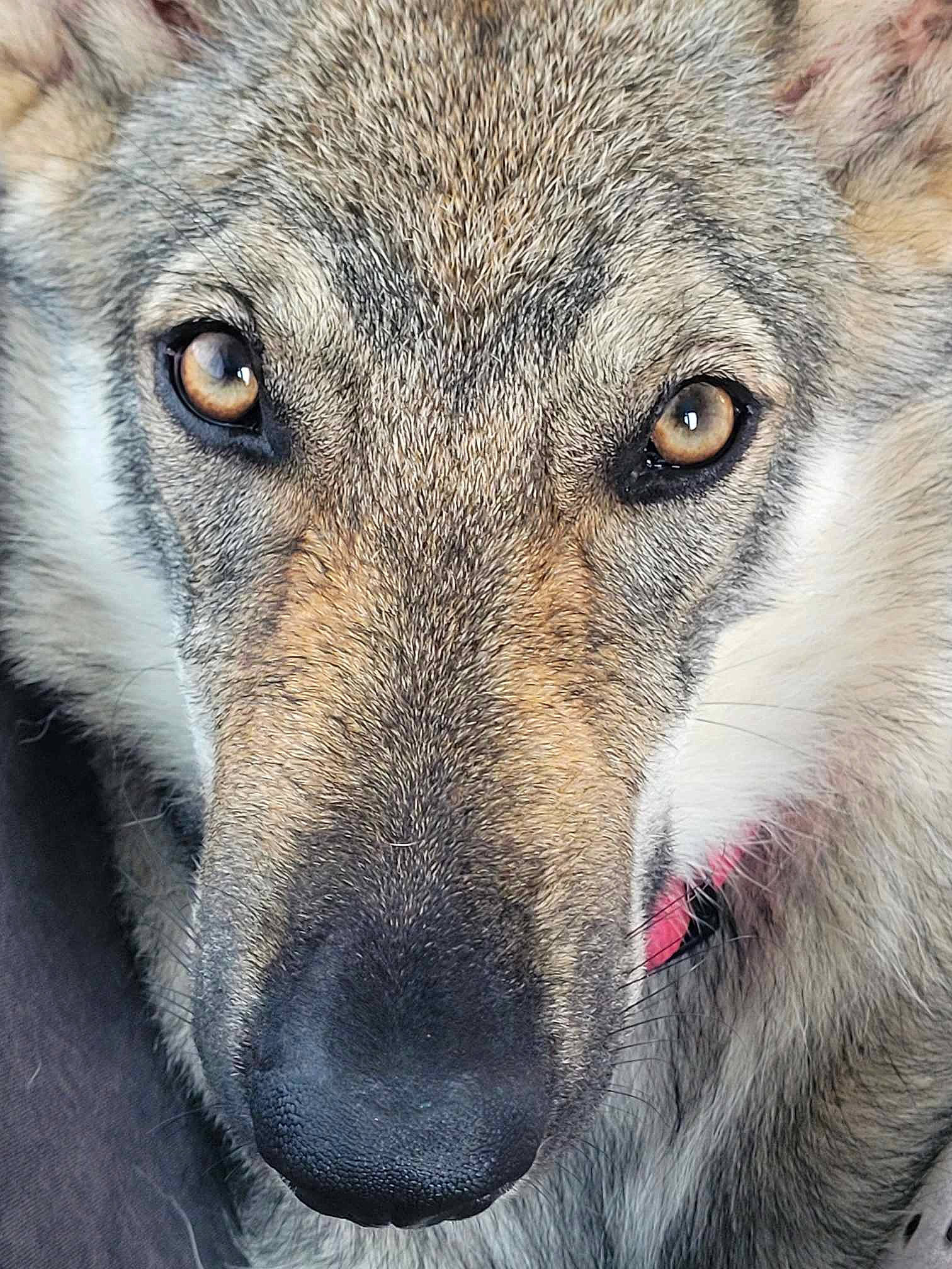 Ulka participe au concours pour gagner de l'argent avec cette photo : ancient_dog_breeds, canidae, canis, canis_lupus_tundrarum, carnivore, close_up, dog, dog_breed, eye, fang, fawn, fur, grey, snout, sporting_group, terrestrial_animal, whiskers, wildlife, wolf, working_dog