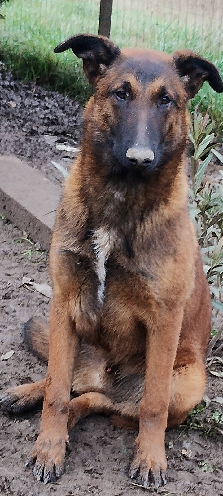 Doudou a rejoint le concours — aidez-le/la à gagner de superbes lots ! canidae, carnivore, dog_breed, fur, marsupial, plant, snout, terrestrial_animal, wallaby, whiskers, wildlife, working_animal