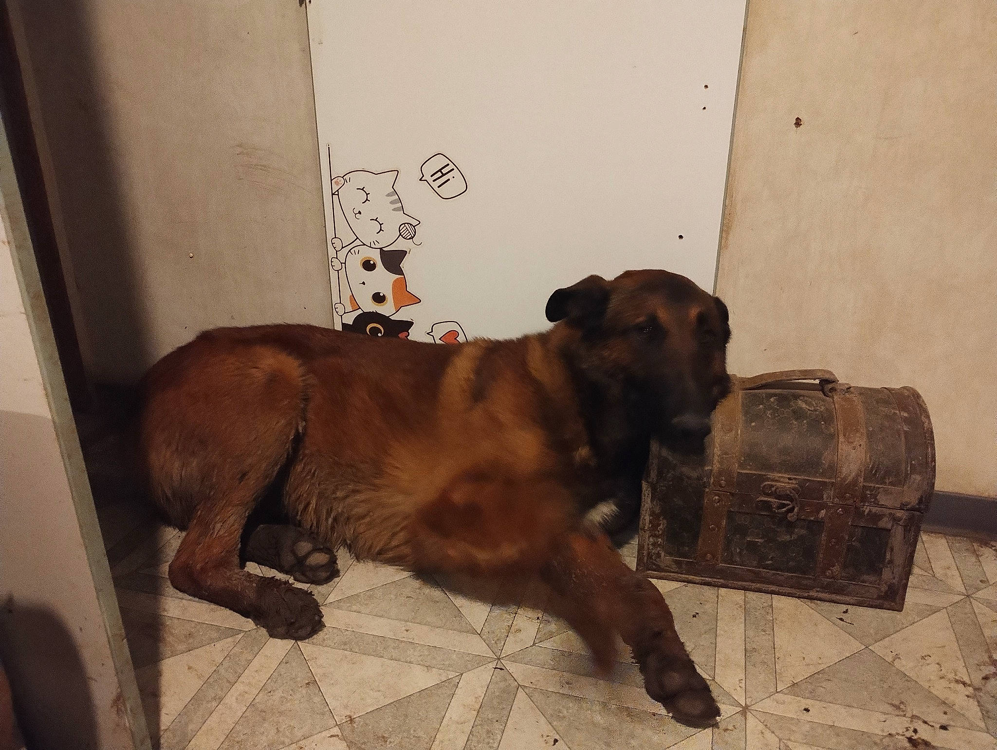 Doudou participe au concours pour gagner de l'argent avec cette photo : brown, canidae, carnivore, companion_dog, dog, dog_breed, fawn, flooring, fur, guard_dog, liver, pet_supply, room, snout, sporting_group, tail, terrestrial_animal, whiskers, wood, working_animal