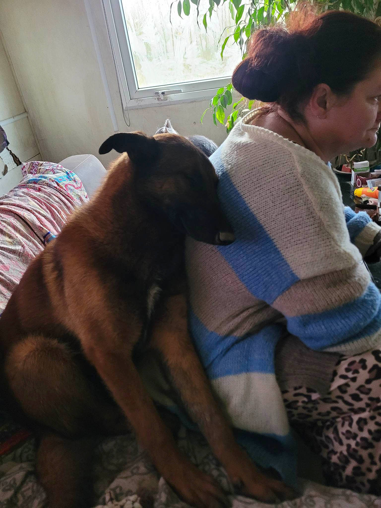 Doudou a rejoint le concours — aidez-le/la à gagner de superbes lots ! canidae, carnivore, comfort, companion_dog, couch, dog, dog_breed, fawn, fur, guard_dog, human_leg, lap, linens, sitting, sporting_group, tail, thigh, window, wool, working_animal