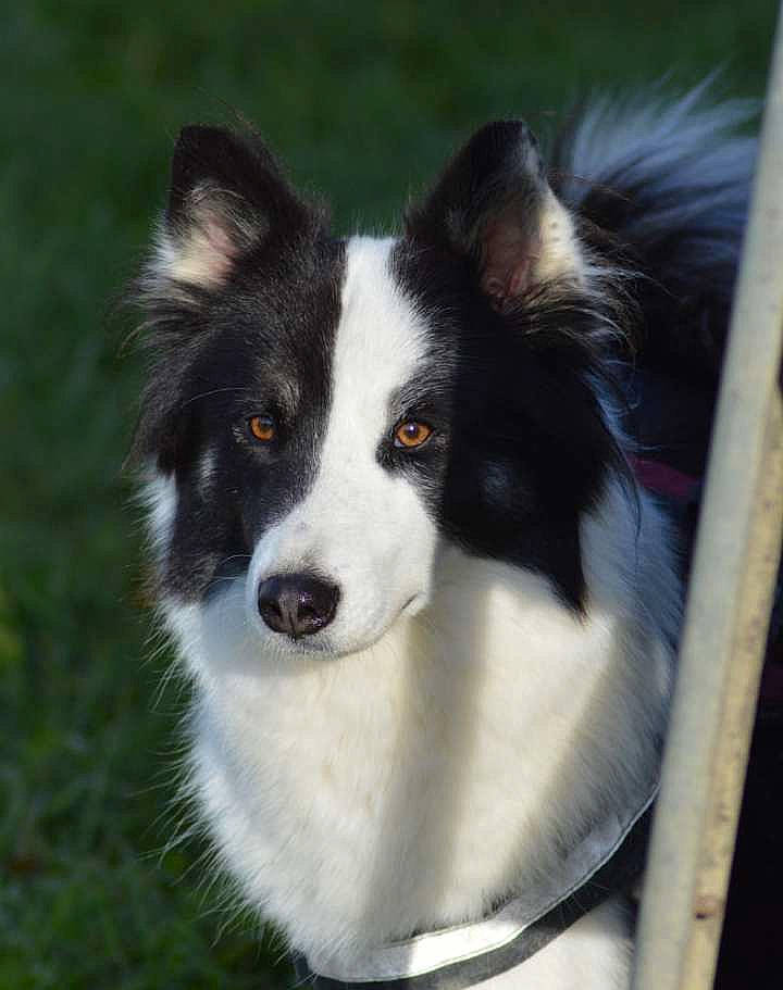 Pin-up a rejoint le concours — aidez-le/la à gagner de superbes lots ! ancient_dog_breeds, australian_collie, border_collie, carnivore, companion_dog, dog, dog_breed, flyball, fur, grass, herding_dog, plant, snout, sporting_group, whiskers, working_animal, working_dog