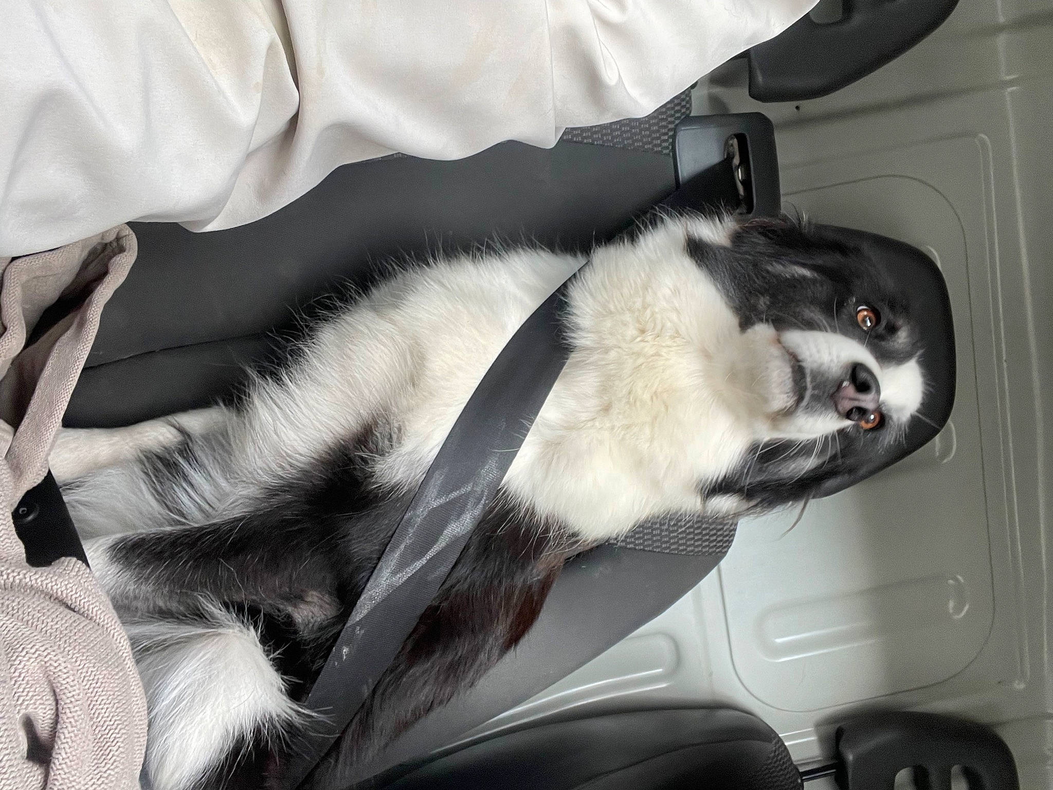 Pin-up participe au concours pour gagner de l'argent avec cette photo : auto_part, automotive_design, automotive_exterior, canidae, carnivore, comfort, companion_dog, dog, dog_breed, foot, fur, human_leg, snout, sporting_group, tail, vehicle, vehicle_door, whiskers, window, windshield