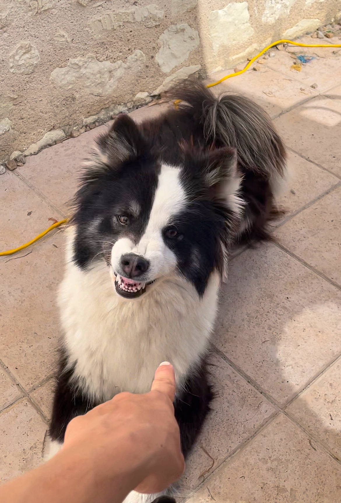 Pin-up a rejoint le concours — aidez-le/la à gagner de superbes lots ! border_collie, canidae, carnivore, companion_dog, dog, dog_breed, fur, herding_dog, road_surface, snout, sporting_group, whiskers, working_animal, working_dog