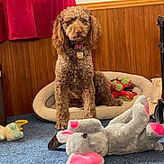 Max is registered to the contest to win money with this photo: dog, curly_fur, pet_bed, plush_toy, elephant_toy, blue_carpet, wood_paneling, red_curtain, indoor, collar, tag, toy, floor, animal, pet, cozy, sitting, furniture, home, domestic