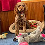 dog, curly_fur, pet_bed, plush_toy, elephant_toy, blue_carpet, wood_paneling, red_curtain, indoor, collar, tag, toy, floor, animal, pet, cozy, sitting, furniture, home, domestic