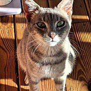 Meow-Meow is registered to the contest to win money with this photo: animal, cat, close_up, curious, daylight, domestic_cat, ears, feline, fur, gray_tabby, green_eyes, indoor, looking, pet, shadow, sitting, striped, sunlight, whiskers, wooden_floor