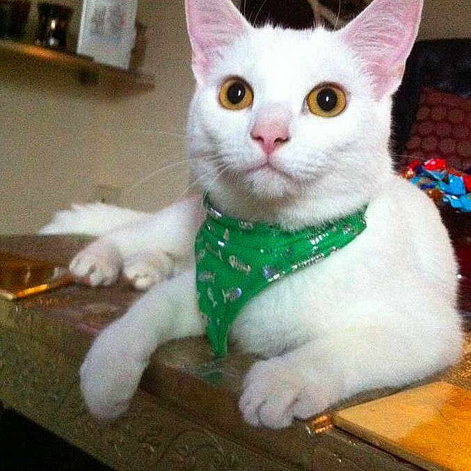 Fizz is registered to the contest to win money with this photo: