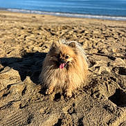 Taya a rejoint le concours — aidez-le/la à gagner de superbes lots ! dog, pomeranian, beach, sand, sunny, outdoor, animal, pet, tongue_out, fluffy, canine, water, shore, daylight, nature, smiling, happy, small_dog, sky, vacation