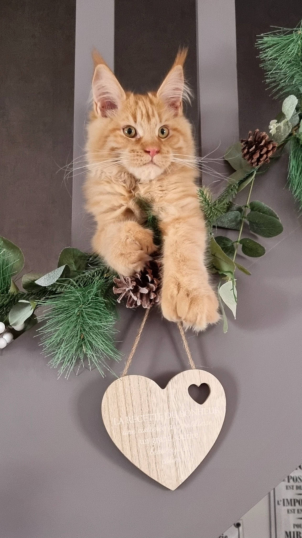 Uzy a rejoint le concours — aidez-le/la à gagner de superbes lots ! carnivore, cat, christmas, christmas_decoration, christmas_ornament, conifer, domestic_short_haired_cat, fawn, felidae, fur, grass, holiday, holiday_ornament, ornament, paw, small_to_medium_sized_cats, tail, twig, whiskers, wood